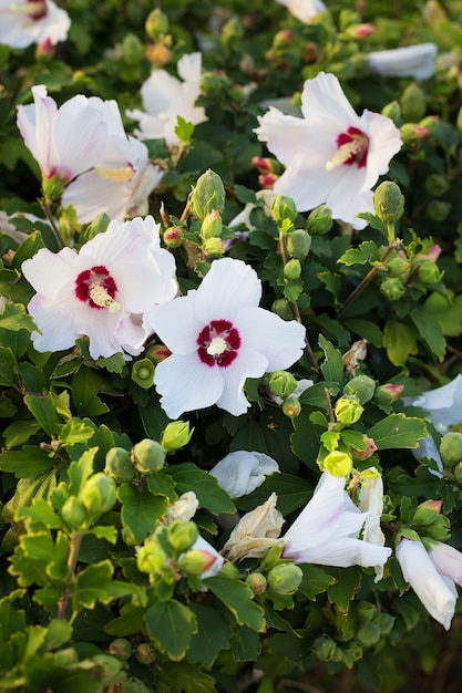 Foto flores blancas en el sol