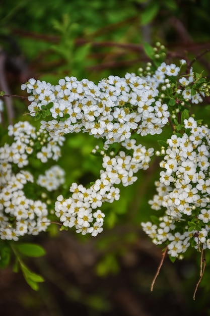 Flores blancas de spirea de cerca, pequeñas flores blancas en la rama