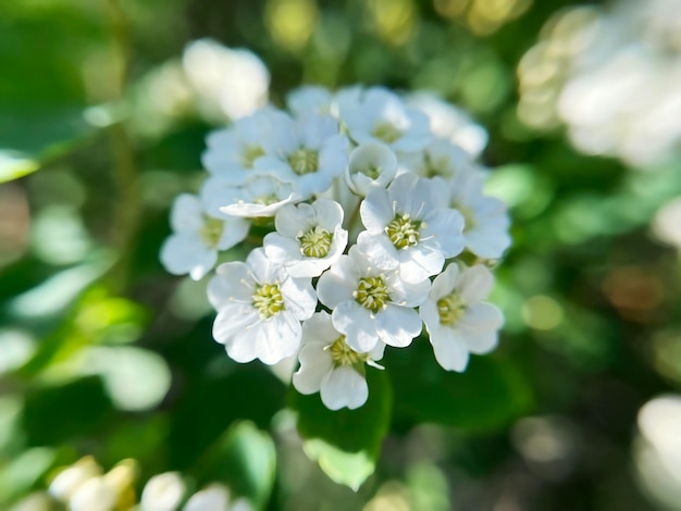 Flores blancas Spirea spiraea cantoniensis de cerca