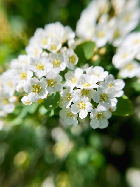 Flores blancas Spirea spiraea cantoniensis de cerca