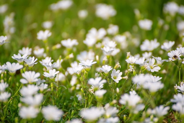 Flores blancas tiernas de primavera, que crecen en la pradera. Fondo hipster floral natural estacional