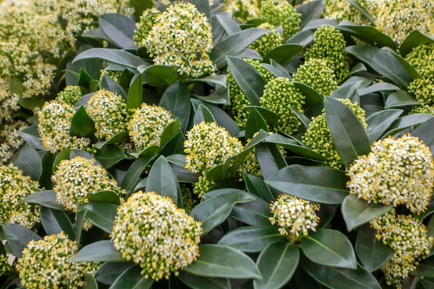 las flores blancas de umbels de primer plano