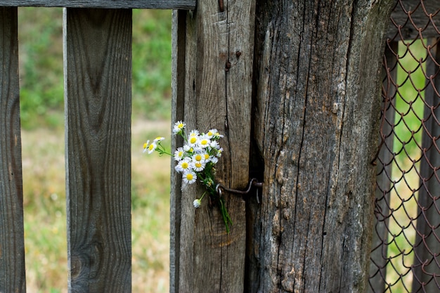 Flores blancas y una valla vieja. Imagen romantica