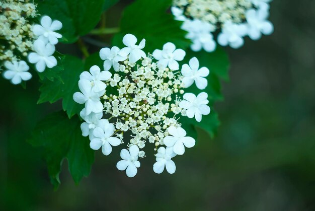 Flores blancas de viburnum rojo sobre un fondo verde