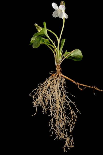 Flores blancas de la violeta con raíz lat Viola odorata aislado sobre fondo negro