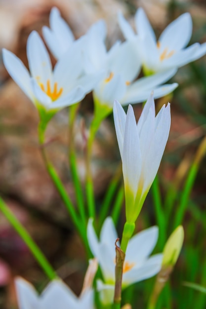 Flores blancas de los zephyranthes. Rain Lily