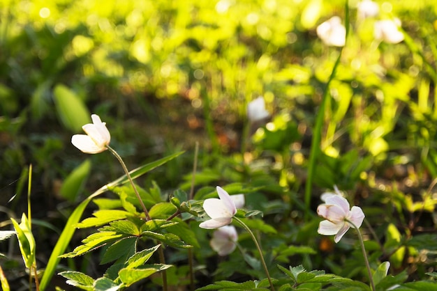 Foto flores blancas