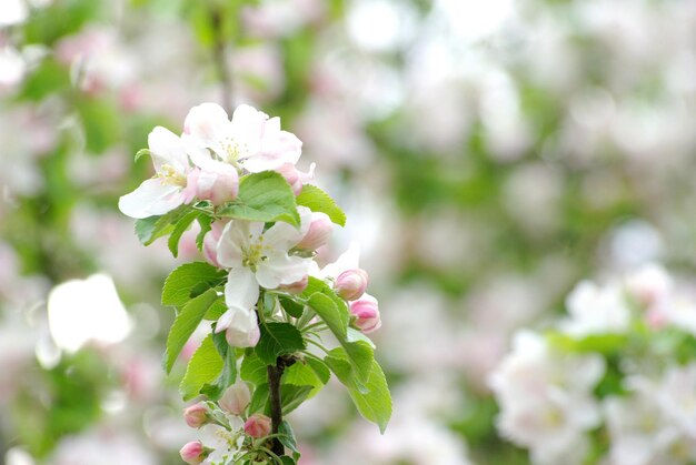 flores blancas