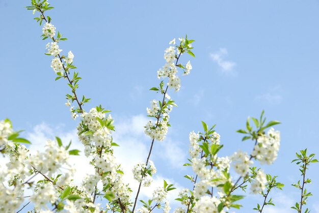 flores blancas