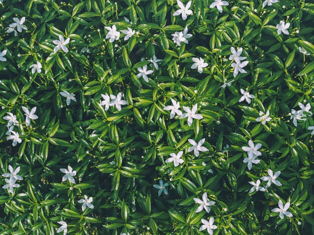 flores blancas