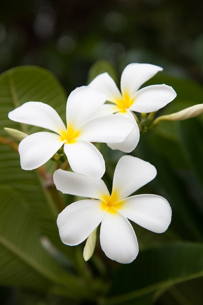 Flores blancas.