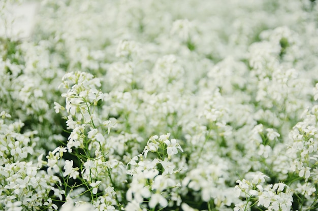 flores blancas