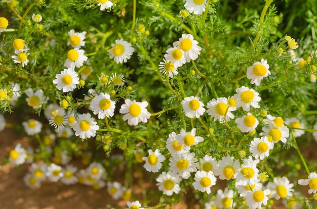 Flores blancas