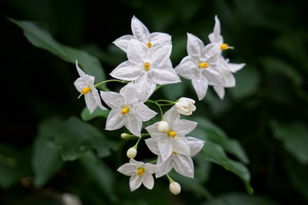 las flores blancas