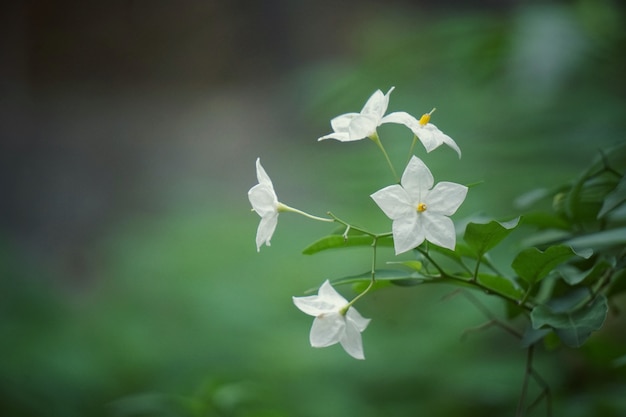 las flores blancas