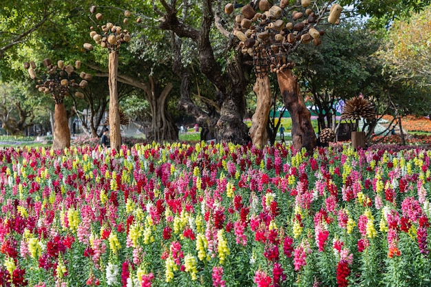 Flores de boca de dragón en el jardín en primavera. Antirrhinum majus