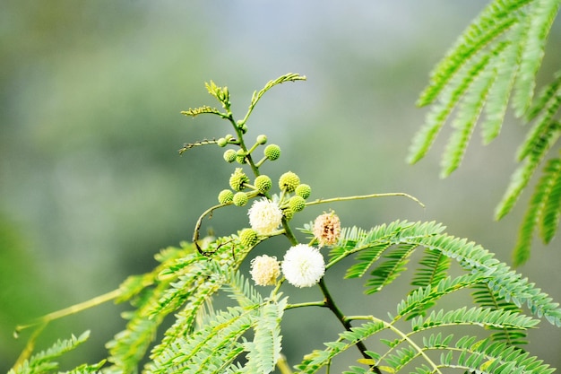 Foto flores de bolas blancas y esponjosas leucaena leucocephala leucaena glauca mimosa leucozephala