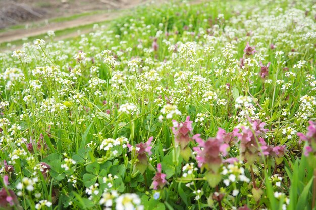 Foto flores de la bolsa de pastores capsella bursapastoris conocida por sus frutos planos triangulares