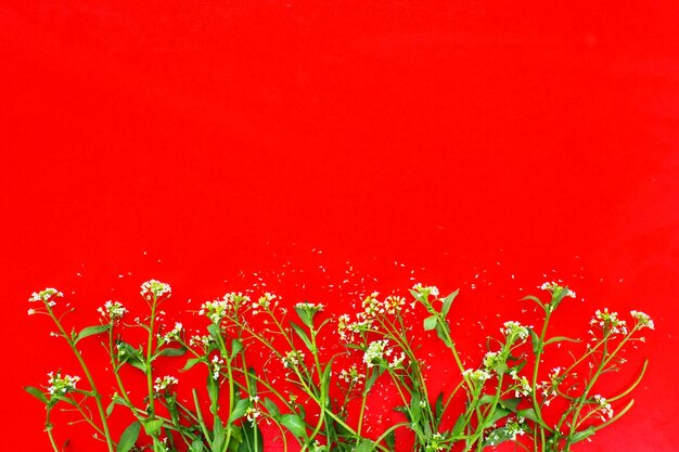 Flores de bolso de pastor sobre un fondo rojo, espacio para copiar tarjetas de texto para las fiestas rojas