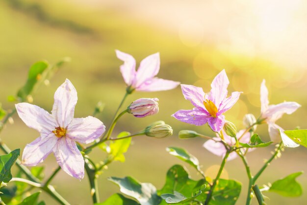 Flores bonitas com luz do sol com desfoque de fundo