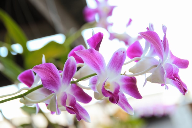 Flores bonitas da orquídea do Phalaenopsis com fundo natural