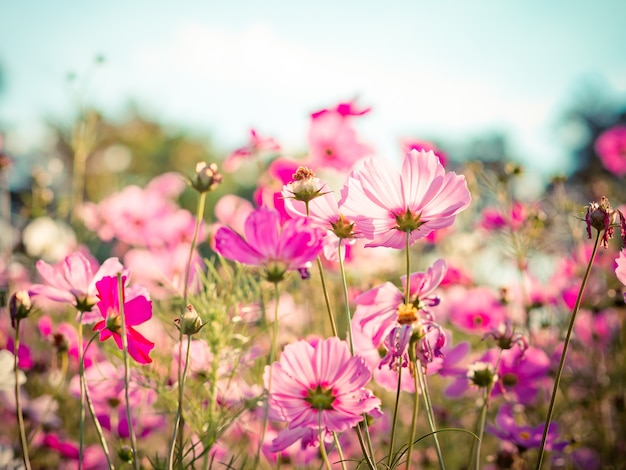 Flores bonitas do cosmos no jardim para o fundo.