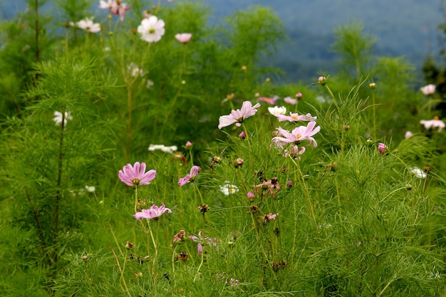 Foto flores bonitas