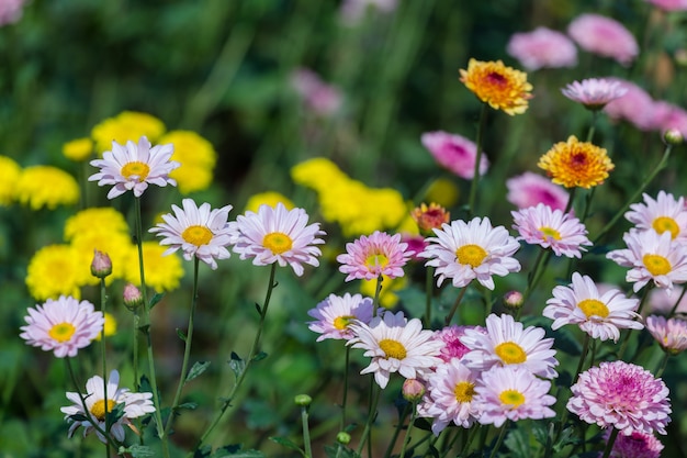 Flores bonitas