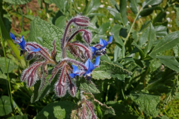 Flores de borago azul