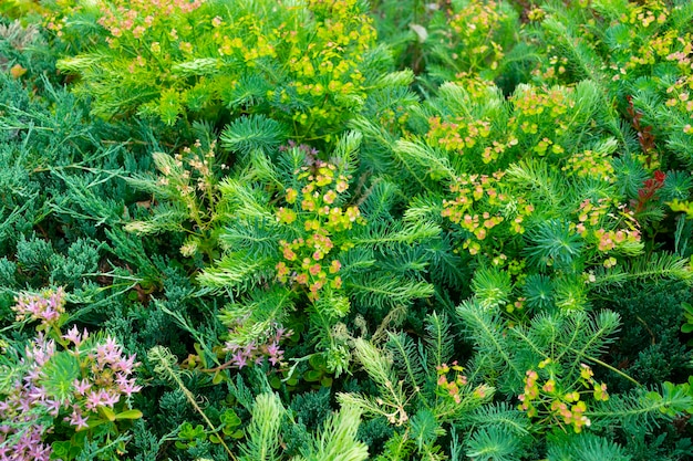 Flores del bosque mezcladas con coníferas.