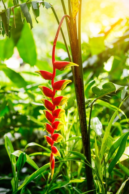 flores en bosques tropicales.