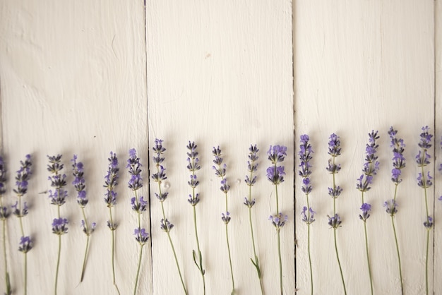 Flores botânicas roxas secas de campo de lavanda. herbário. postura plana