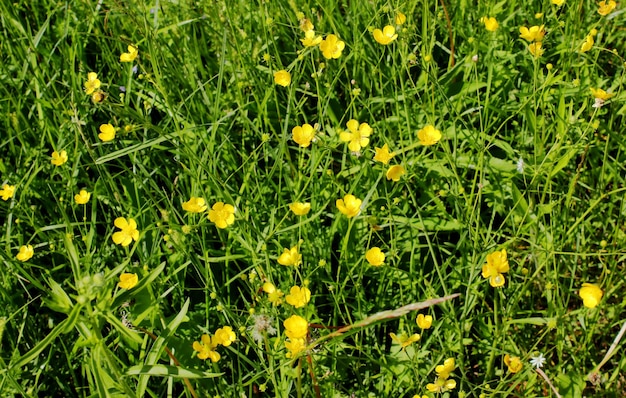 Flores de botón de oro en la hierba verde en verano