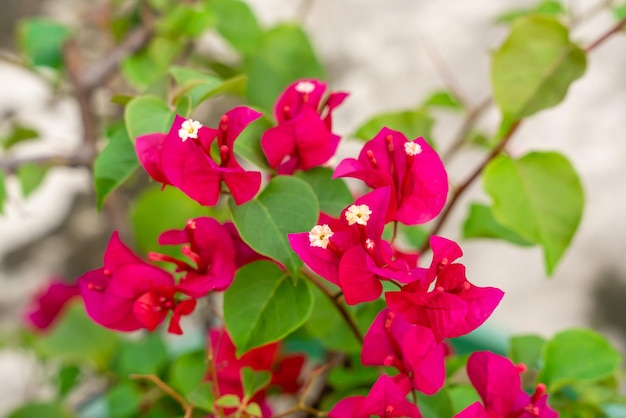 Flores Bougainville desabrochando no jardim