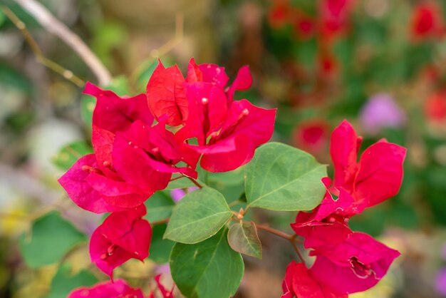 Flores de Bougainville que florecen en el jardín