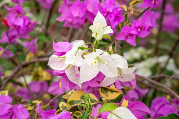 Flores de Bougainville que florecen en el jardín