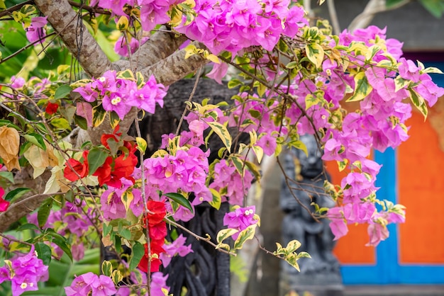 Flores de Bougainville que florecen en el jardín