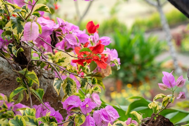 Flores de Bougainville que florecen en el jardín