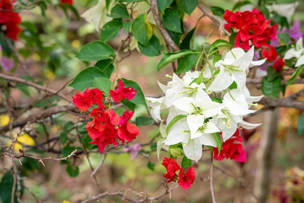 Flores de Bougainville que florecen en el jardín