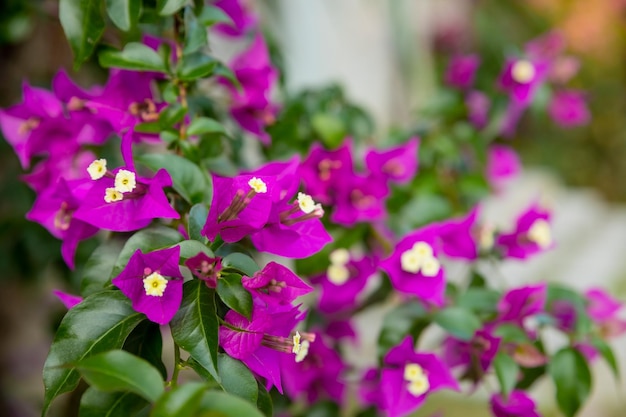 Flores Bougainvillea arbusto tropical en el jardín contra el cielo azul Brillante hermosa rosa púrpura ornamental planta trepadora Bougainvillea glabra que se cultiva ampliamente en los trópicos