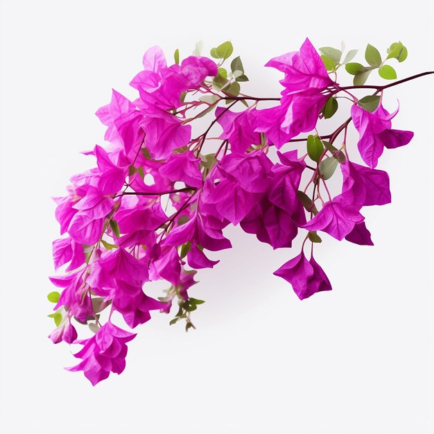 Flores de bougainvillea púrpura