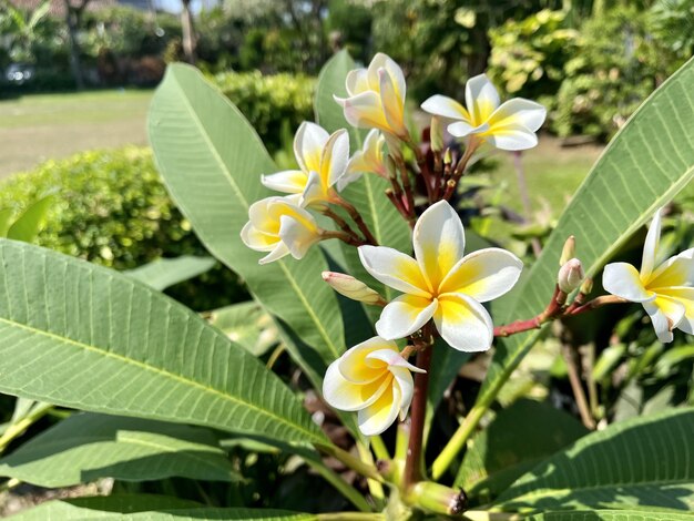 Foto flores brancas amarelas florescendo pela manhã na vista do jardim do ângulo normal