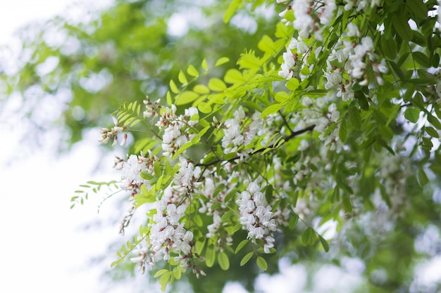 Flores brancas árvore acácia Florescendo cachos de acácia Mel planta primavera