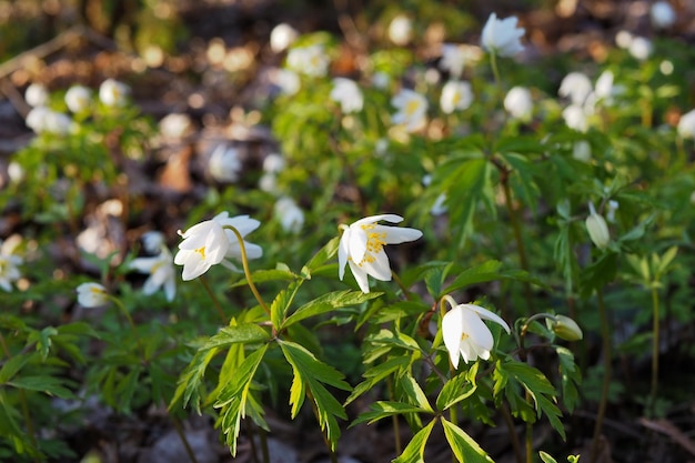 Flores brancas brilhantes de anêmona carvalho Anemone nemorosa na perspectiva das folhas verdes