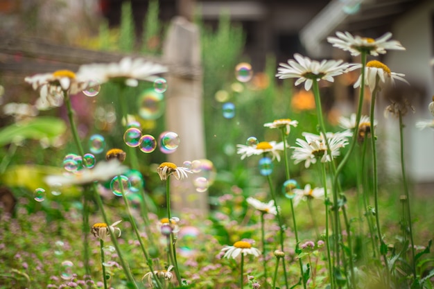 Foto flores brancas com bolhas