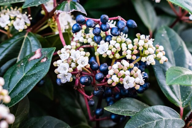 Foto flores brancas com botões azuis em folhas de fundo verde escuro