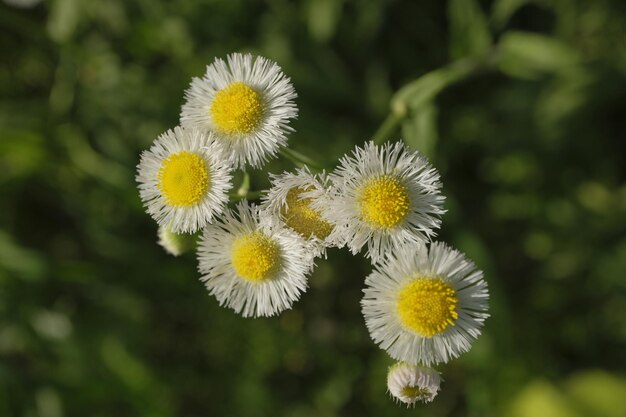 Foto flores brancas com centro amarelo