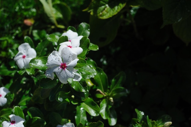 Flores brancas com espaço de cópia em preto