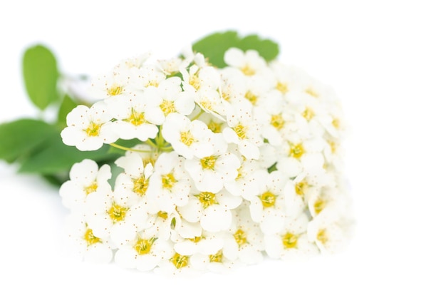 Flores brancas com folhas verdes