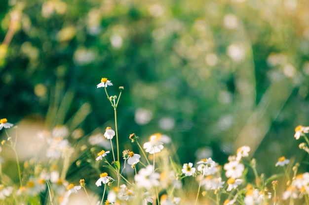 Flores brancas com fundo de grama